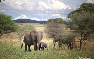 5 choses à faire en Tanzanie