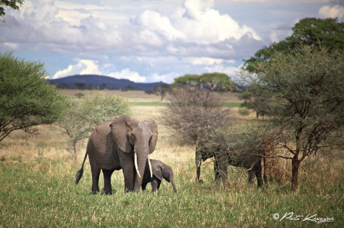 5 choses à faire en Tanzanie