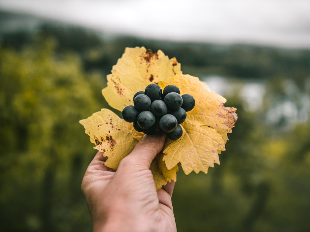 voyage en lorraine : vignoble en lorraine